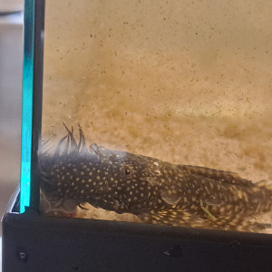 Publication de Galka