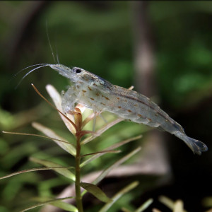 Crevette Japonica Amano – Mangeuse d’algues