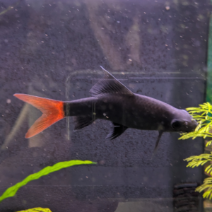 Donne Labeo bicolore (Tulle)