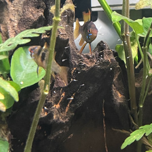 Publication de Scylla_59