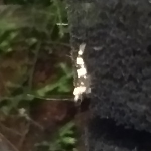 Publication de Olivier1977