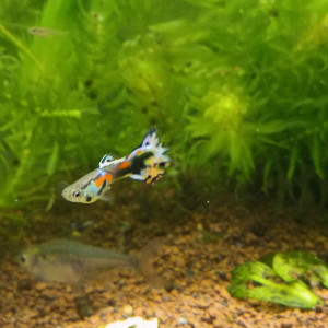 Publication de hollywood