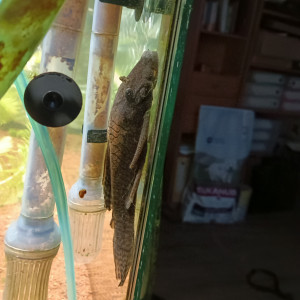 Publication de hollywood