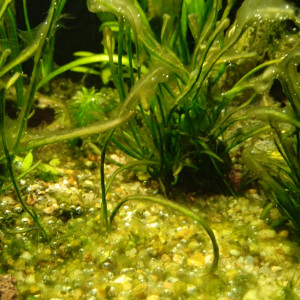 Publication de Laurent17600