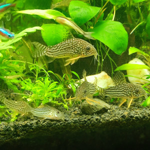 Publication de laure-poussinsky