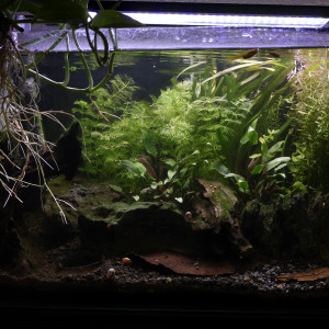 Publication de FrenchieFishi