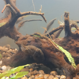 Publication de mikey