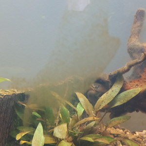 Publication de mikey