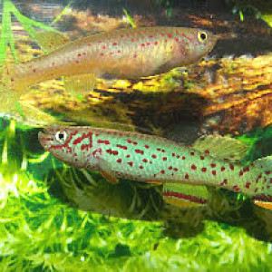 Fundulopanchax Scheeli