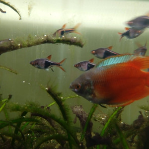 Publication de Someone