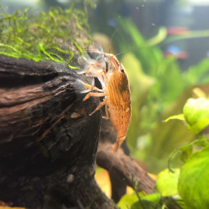 Publication de Rabaud