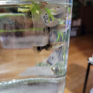 Donne guppy femelles