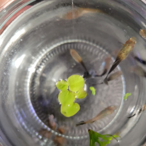 Donne guppy femelles