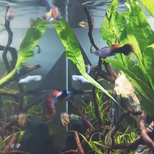 Publication de Julien67200