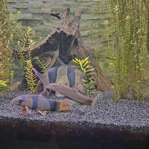 vend  2 loches clown et 1 botia lohachata