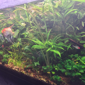 Publication de laurent-galichet