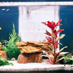 Publication de Biokass