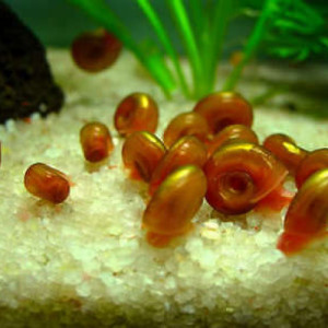 Planorbes rouges