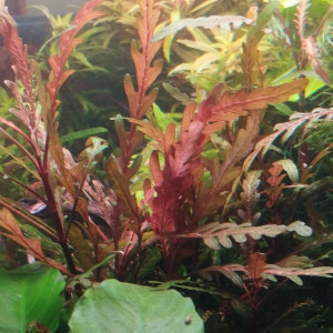 Publication de Olivier1977