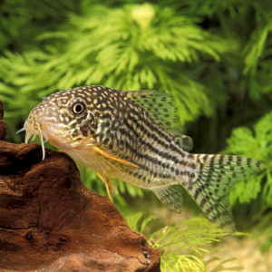 Corydoras sterbai 2,5 cm