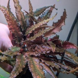 Cryptocoryne wendtii brune