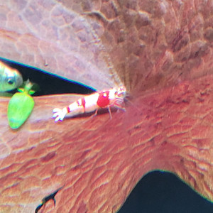 Caridina Red Crystal CRS