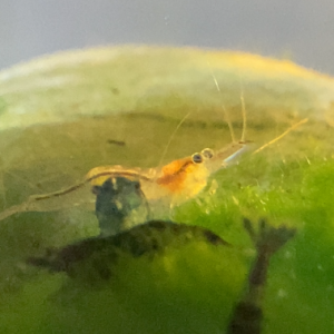 Publication de Fishnships