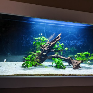 Publication de Zardouneux01