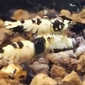 Publication de Olivier1977