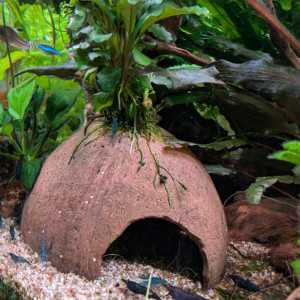 Bucephalandra sur noix de coco