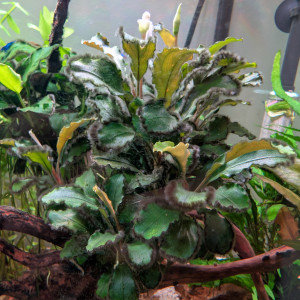 Boutures de bucephalandra