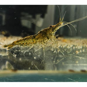 Green jade déclassé