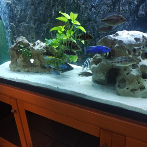 Nimbochromis venustus