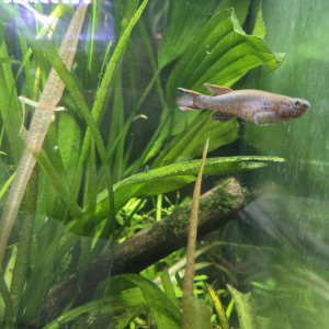 FUNDULOPANCHAX GARDNIERI MALE