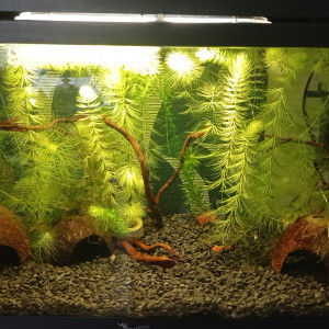 Publication de Mamachacha