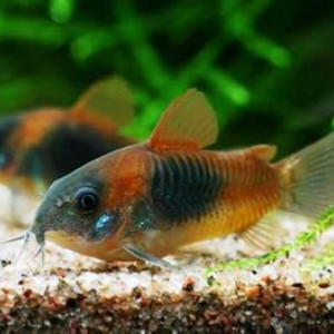 Corydoras venezuela orange