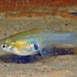 Gambusia affinis