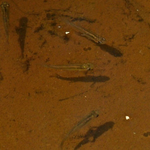 Guppy sauvage pour bassin