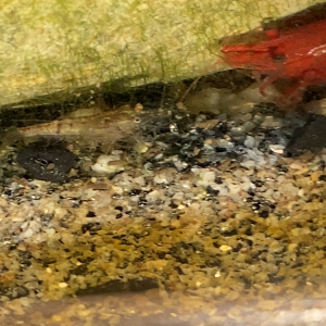 Publication de Fishnships