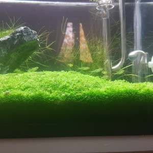 Publication de LiquidPaper2008