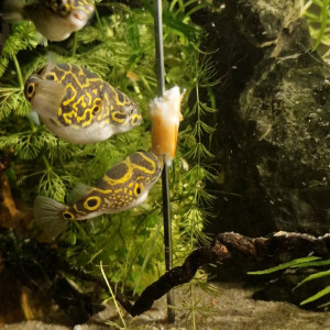 Publication de Catalpa