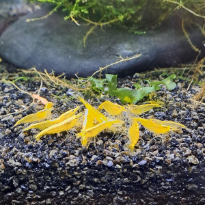 Neocaridina yellow neon