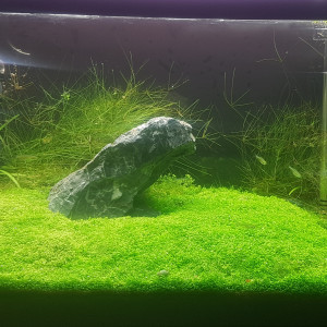 Furyohin - brocoli paradise