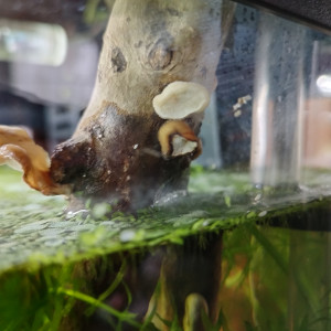 Publication de Orion07