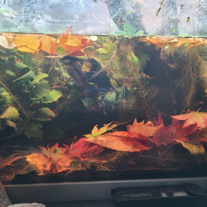 Publication de laurent-galichet