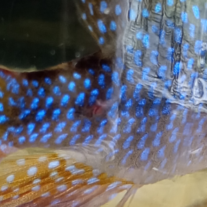 Publication de Izarine