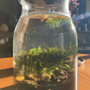 Jarrarium