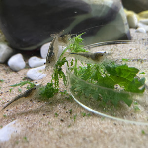 Publication de Scylla_59