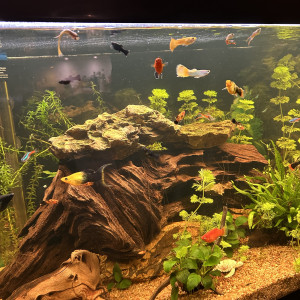 Recherche poisson guppy, platy, corydoras