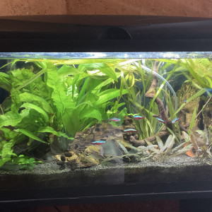 Publication de Nahemafleur